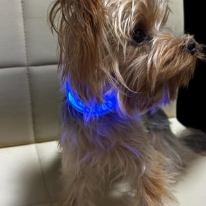 Può includere: Un piccolo Yorkshire Terrier marrone e beige indossa un collare a LED blu luminoso. Il collare emette una luce blu brillante attorno al collo del cane. Il cane è seduto su una superficie bianca.