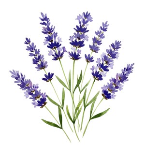 10 cliparts de haute qualité fleurs lavande, téléchargement numérique, parfait pour les cartes - T-shirt - affiche murale, clipart fleurs aquarelle, PNG Bundle