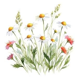 10 Clipart di margherite di alta qualità, download digitale, perfette per biglietti d'auguri, magliette, poster da parete, clipart di fiori acquerellati, pacchetto PNG