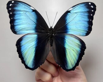 Natural Unmounted Butterfly Specimen