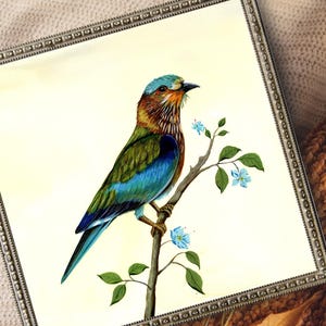 Stampa di un uccello indiano a rullo – Arte murale ispirata alla fauna selvatica indiana, ispirata ad Audubon, decorazione naturale vibrante, regalo perfetto per gli amanti del birdwatching