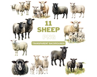 Watercolor Sheep Clipart: Farm Animal PNG Images (Digital Download)