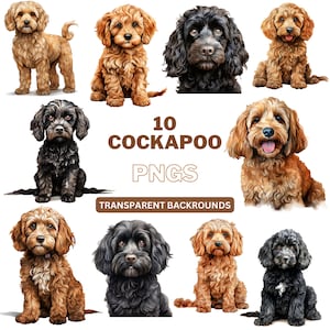 Puede incluir: Diez ilustraciones digitales de perros Cockapoo en varias poses. Los perros son de color marrón, negro y crema. Las imágenes tienen fondos transparentes.