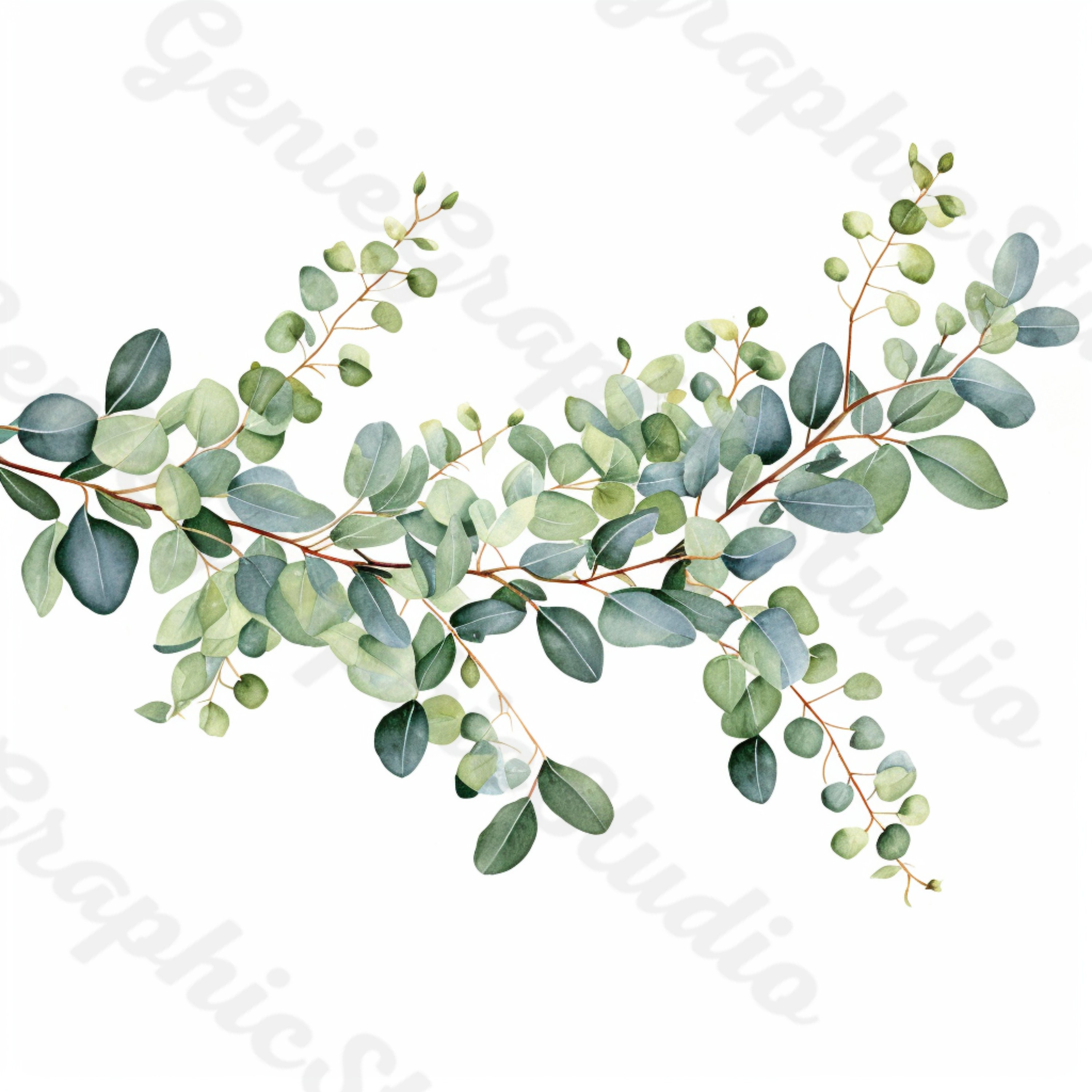 Watercolor Eucalyptus Clipart: Greenery Foliage PNG (digital Download ...