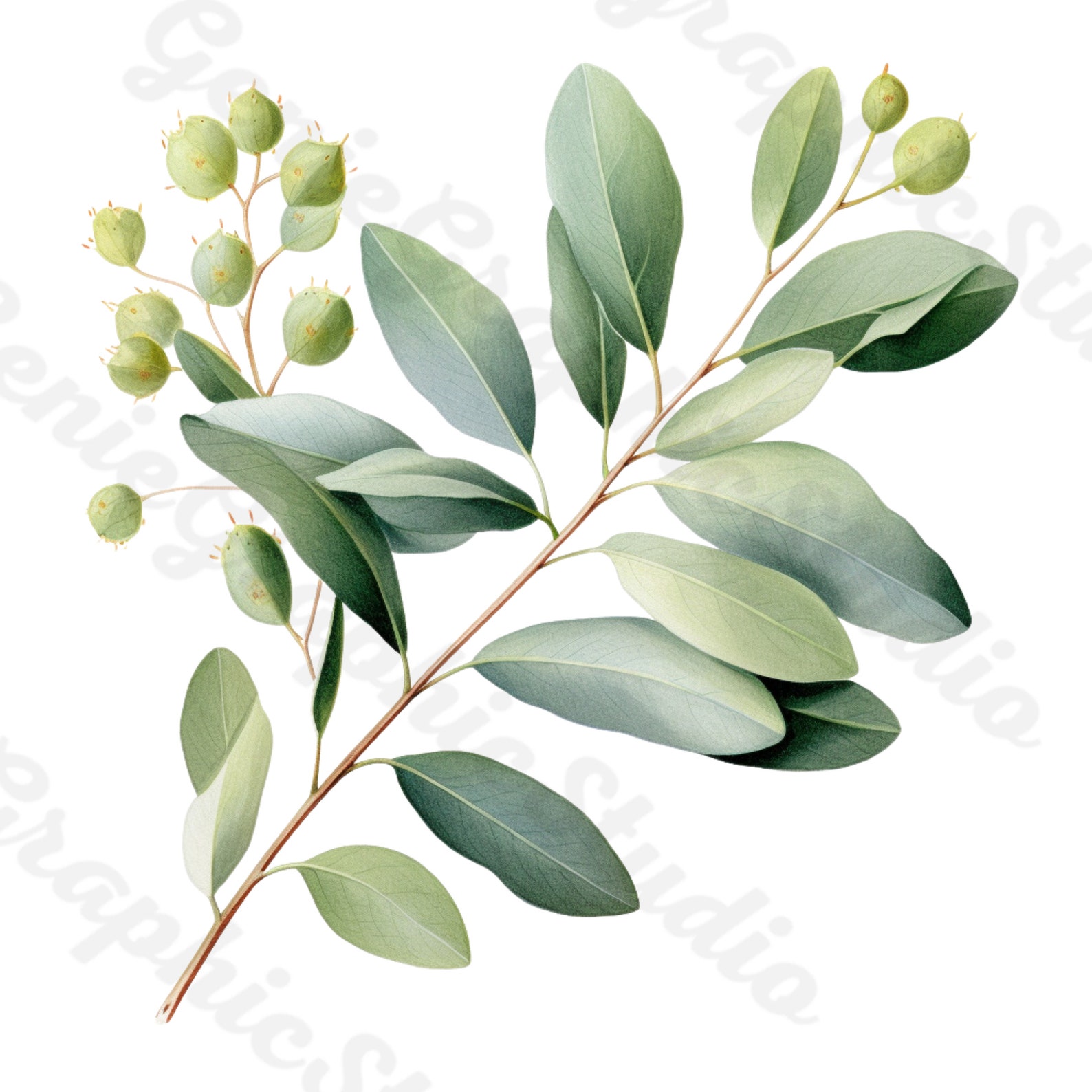 Watercolor Eucalyptus Clipart: Greenery Foliage PNG (digital Download ...