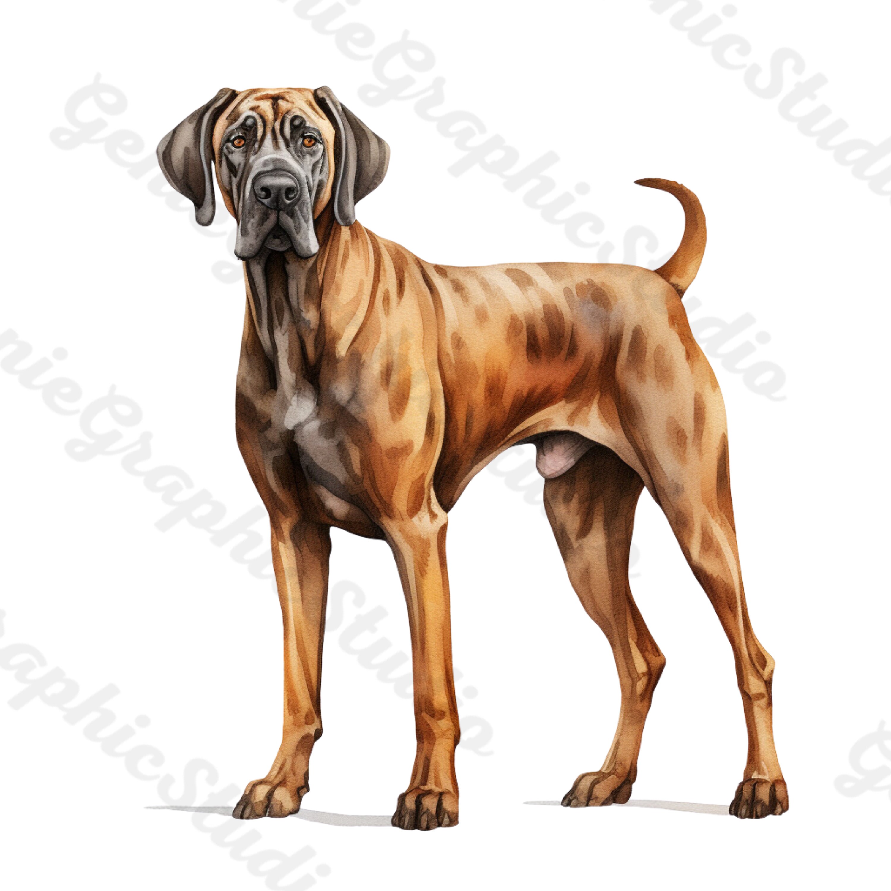 Great Dane PNG Bundle, Dog PNG, Dog Clipart, Printable Dog Art for Pet
