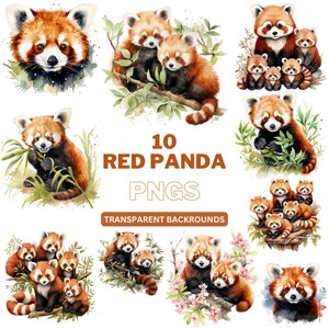 Clipart de panda vermelho, panda aquarela PNG, clipart de animal para uso comercial, arte para impressão de panda vermelho, download digital