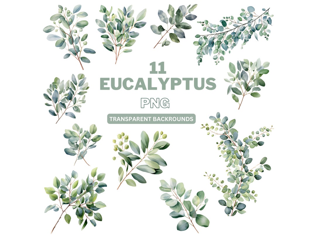 Watercolor Eucalyptus Clipart: Greenery Foliage PNG (digital Download ...