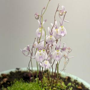 Bladderwort Utricularia Sandersonii ‘Angry Bunnies’