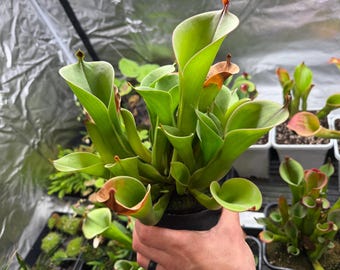 Heliamphora chimantensis (Chimanta Tepui) Clone 03