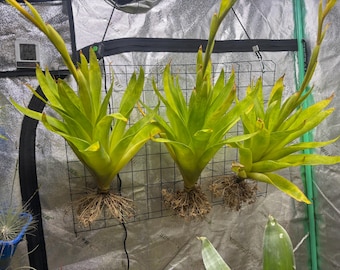 Catopsis berteroniana