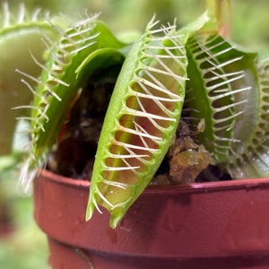May include: A Venus flytrap plant with multiple green, hinged leaves featuring long, sharp, white marginal spines. The interior of the open traps displays a reddish-pink hue. The plant is potted in a small, round, reddish-brown plastic container.