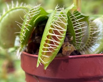 Venus Flytrap - Typical