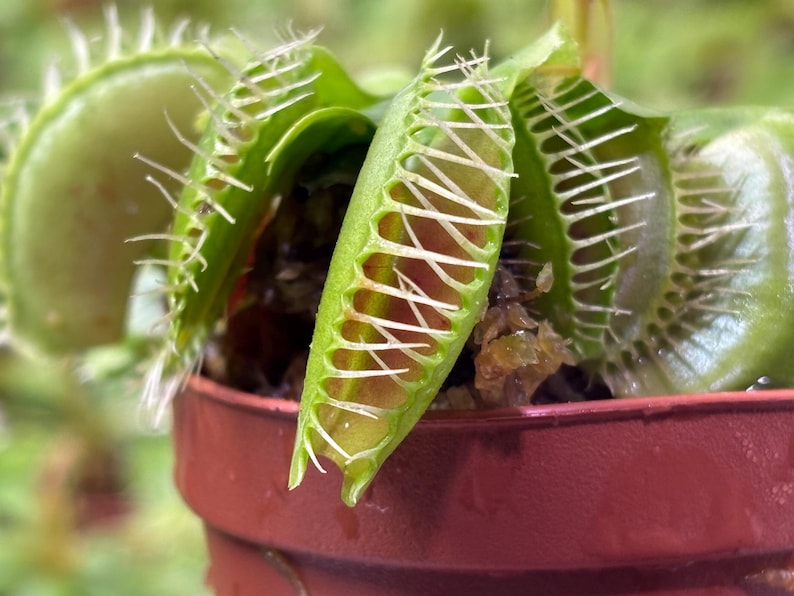 Venus Flytrap - Typical bild 1