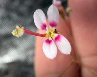 Stylidium caespitosum - Triggerplant