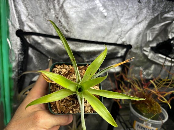 Catopsis Morreniana - Etsy