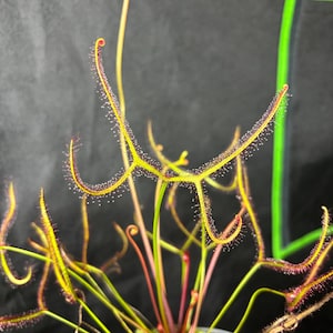 May include: A close-up of a carnivorous sundew plant with long, thin, red-tipped leaves covered in tiny, glistening droplets. The plant is growing in a small pot with moss.