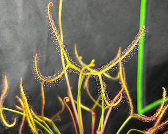 Catopsis morreniana giant form 食虫植物 Catopsis Morreniana - Etsy