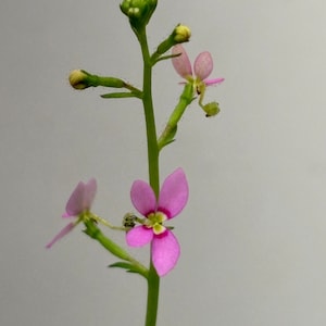 May include: A single pink flower with five petals and a yellow center blooms on a thin green stem. The stem has several small green buds and a few other pink flowers.