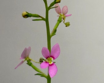 Stylidium debile Trigger-plant