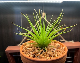 Catopsis juncifolia RARE Catopsis collectors Species
