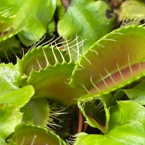 Venus Flytrap - Typical bild 3