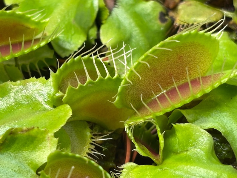 Venus Flytrap - Typical bild 3