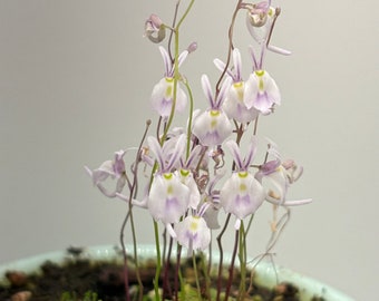 Bladderwort Utricularia Sandersonii