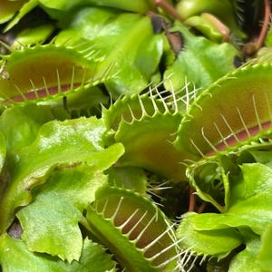 Venus Flytrap - Typical bild 4
