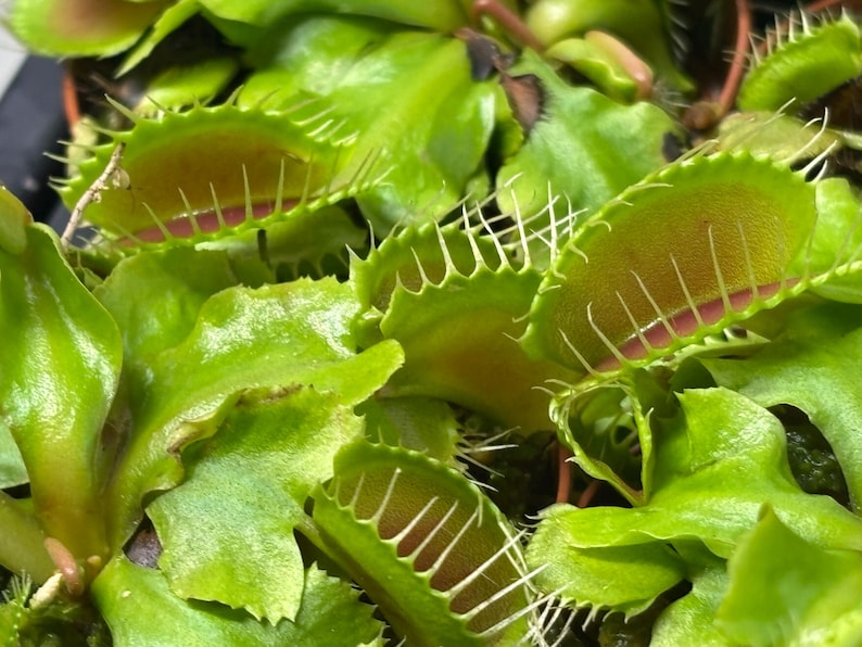Venus Flytrap - Typical bild 4
