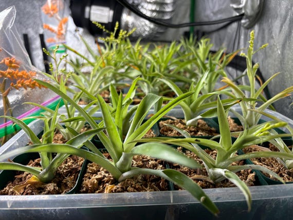 Catopsis Morreniana - Etsy