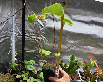 Bladderwort Utricularia reniformis