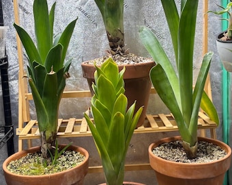 Billbergia vittata ‘Domingos Martins ’ IMG_5436__58044.1521837585.jpg?c=2