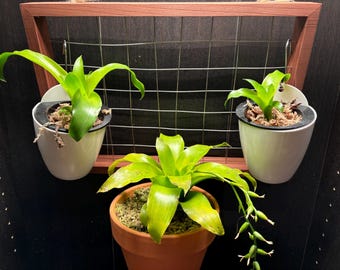 Catopsis nutans