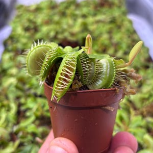 Venus Flytrap - Typical bild 2