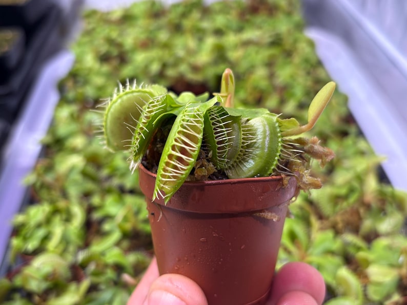 Venus Flytrap - Typical bild 2