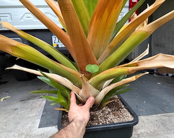 Brocchinia tatei