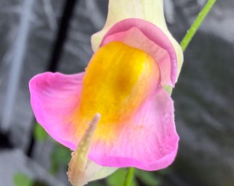 Utricularia jitka