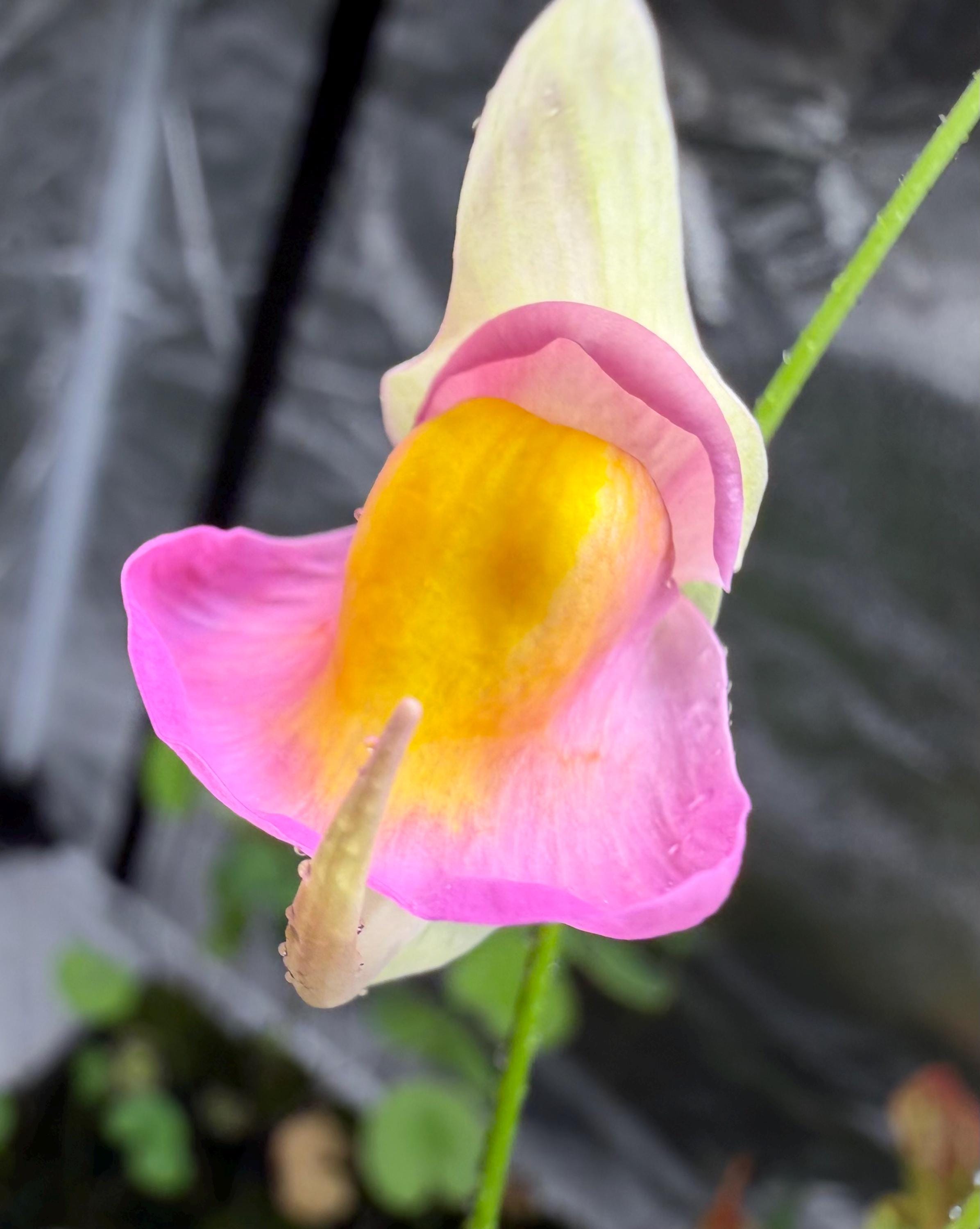 Utricularia jitka