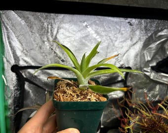 Catopsis morreniana