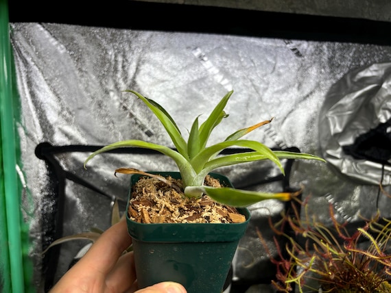 Catopsis morreniana giant form 食虫植物