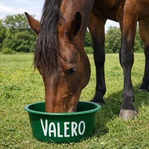 Könnte beinhalten: Ein braunes Pferd frisst aus einer grünen Futterkrippe auf einer Wiese. Auf der Schüssel steht das Wort "VALERO" in weißen Buchstaben. Das Pferd hat eine dunkle Mähne und schwarze Beine.