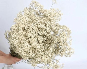 Fiori naturali essiccati di Gypsophila Paniculata Decorazioni per matrimoni, regali e decorazioni per la casa Fiori freschi raccolti a mano per composizioni floreali