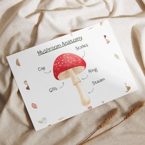 Mushroom Anatomy, Lifecycle and Visual Sheet Set- Learn about the fun world of mushrooms- ages 5-10, educational, whimsical, watercolor art