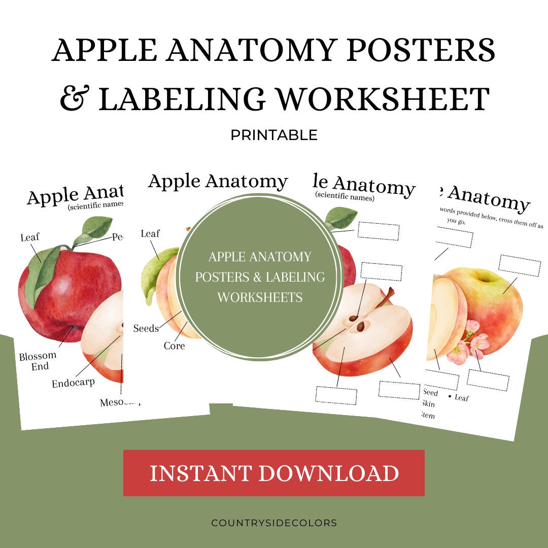 Apple Anatomy Worksheet | Apple Orchard | Education | Writing | Science ...