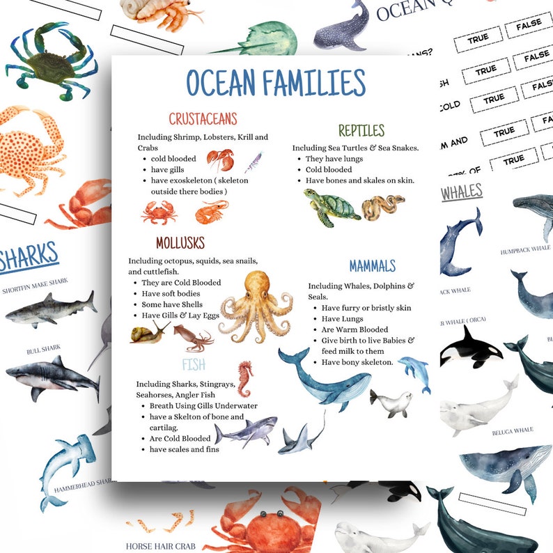 Ocean Unit Study | Nature School | Educational Printable | Homeschool ...
