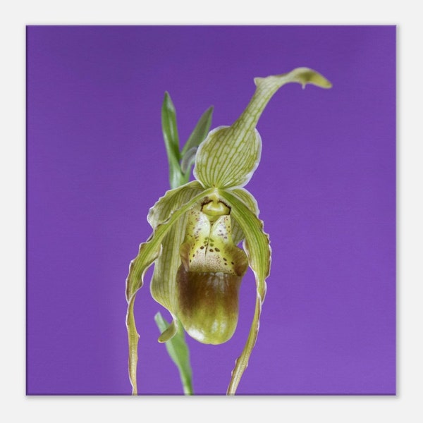 Blooming Slipper Orchid on Canvas- Phragmipedium Leslie Garay on Purple- Canvas Wall Art in Complimentary Colors- Orchid Photography