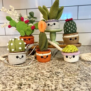 Dollar Prickly Pear - Etsy