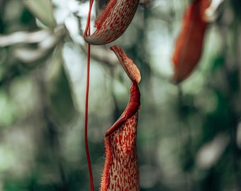 Nepenthes Carnivorous Plant Paint By Numbers ~ Custom Paint By Numbers