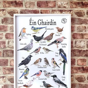 Cartel de Garden Birds A2, cartel de exhibición en el aula de Gaeilge, impresión de pájaros irlandeses, cartel de Gaeilge, cartel en idioma irlandés, arte de aves de jardín irlandesas
